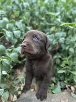 Reese, a female Labrador Retriever for sale in Porter, OK – 3 of 3