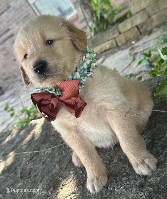 Ranger – Golden Retriever puppy for sale in Porter, OK