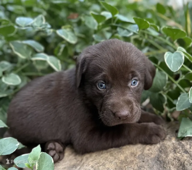 Piper – Labrador Retriever puppy for sale in Porter, OK