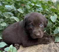 Piper, a female Labrador Retriever for sale in Porter, OK – 1 of 3
