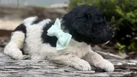 Ozzy, a male Poodle - Standard  for sale in Porter, OK – 2 of 3