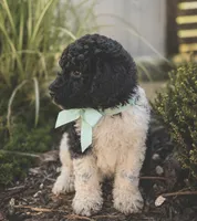 Ozzy, a male Poodle - Standard  for sale in Porter, OK – 2 of 2
