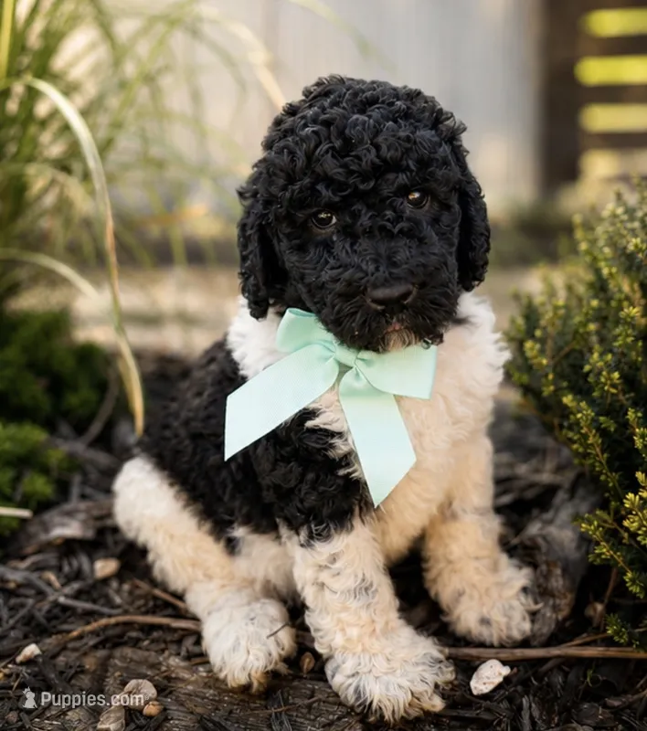 Ozzy – Poodle - Standard  puppy for sale in Porter, OK