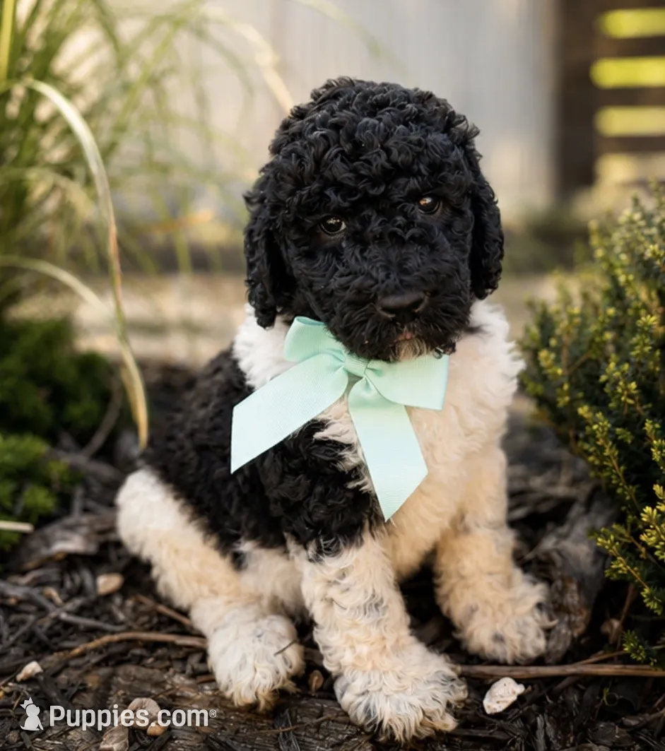 プードル イン アメリカ Poodles in America Ozzy – Poodle - Standard Puppy for Sale in Porter, OK | Puppies.com