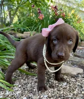 Darcy, a female Labrador Retriever for sale in Porter, OK – 7 of 7
