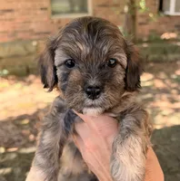 Finn, a male Cavapoo for sale in Porter, OK – 4 of 9
