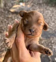 Milo, a male Cavapoo for sale in Porter, OK – 3 of 3