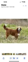  Ellie, a female Bernedoodle for sale in Porter, OK – 9 of 9