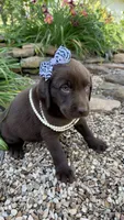 Cocoa, a female Labrador Retriever for sale in Porter, OK – 5 of 9