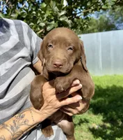Penny, a female Labrador Retriever for sale in Porter, OK – 2 of 8