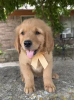 Remme, a male Golden Retriever for sale in Porter, OK – 3 of 4