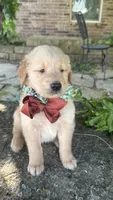 Ranger, a male Golden Retriever for sale in Porter, OK – 4 of 6