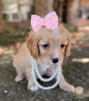 Daisy, a female Cavapoo for sale in Porter, OK – 5 of 7