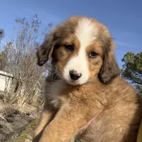 Rosie, a female Bernedoodle for sale in Porter, OK – Photo 2 of 4
