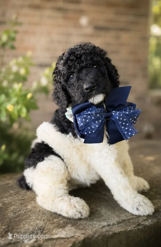 Bowie – Poodle - Multi-Colored Standard puppy for sale in Porter, OK
