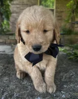 Ace, a male Golden Retriever for sale in Porter, OK – 1 of 6