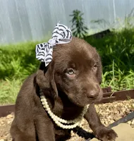 Cocoa, a female Labrador Retriever for sale in Porter, OK – 2 of 8