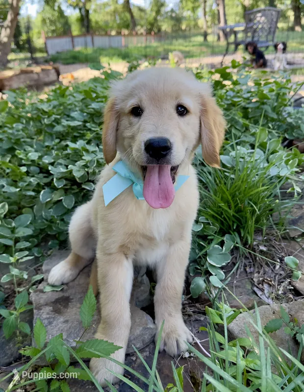 Scout – Golden Retriever puppy for sale in Porter, OK
