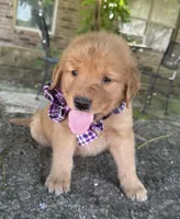 Remme, a male Golden Retriever for sale in Porter, OK – 3 of 7