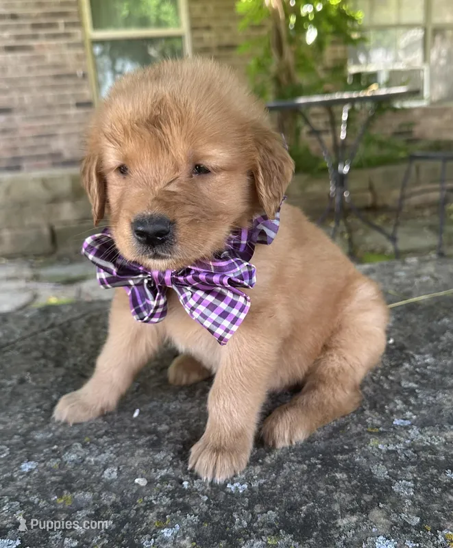 Remme – Golden Retriever puppy for sale in Porter, OK