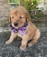 Remme, a male Golden Retriever for sale in Porter, OK – 1 of 7