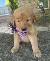 Remme, a male Golden Retriever for sale in Porter, OK – 4 of 7
