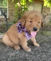 Remme, a male Golden Retriever for sale in Porter, OK – 7 of 7