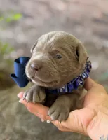Rare Dax , a male Labrador Retriever for sale in Porter, OK – 8 of 9