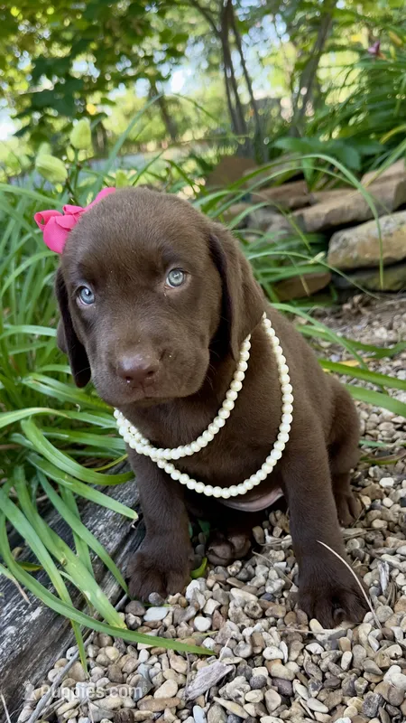 Lucy – Labrador Retriever puppy for sale in Porter, OK