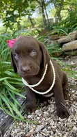 Lucy, a female Labrador Retriever for sale in Porter, OK – 1 of 5