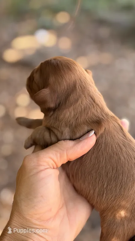 Milo – Cavapoo puppy for sale in Porter, OK