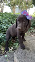 Lucy, a female Labrador Retriever for sale in Porter, OK – 3 of 6