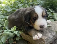 Bernie, a male Bernedoodle for sale in Porter, OK – 2 of 8