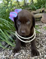 Reese, a female Labrador Retriever for sale in Porter, OK – 3 of 5