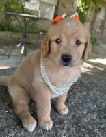Cricket , a female Golden Retriever for sale in Porter, OK – 2 of 5