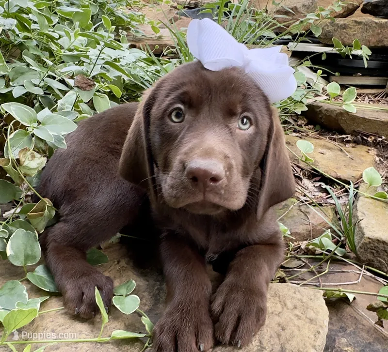 Reese – Labrador Retriever puppy for sale in Porter, OK