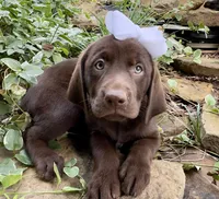 Reese, a female Labrador Retriever for sale in Porter, OK – 1 of 4