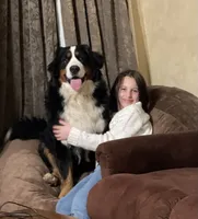 Bear, a male Bernedoodle for sale in Porter, OK – 5 of 8