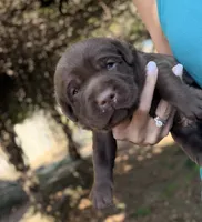 Boone , a male Labrador Retriever for sale in Porter, OK – 9 of 10