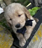 Ace, a male Golden Retriever for sale in Porter, OK – 3 of 5