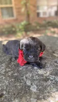 Oliver, a male Cavapoo for sale in Porter, OK – 2 of 3
