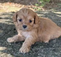 Peanut, a female Cavapoo for sale in Porter, OK – 3 of 8