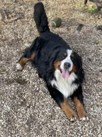 Ellie, a female Bernedoodle for sale in Porter, OK – 9 of 9
