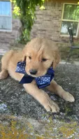 Buckshot, a male Golden Retriever for sale in Porter, OK – 5 of 5