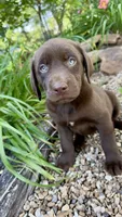 Gracie, a female Labrador Retriever for sale in Porter, OK – 4 of 6