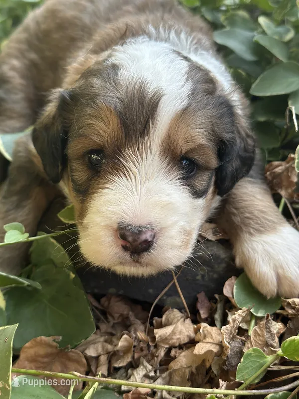 Neville – Bernedoodle puppy for sale in Porter, OK
