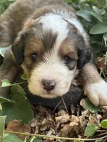 Neville, a male Bernedoodle for sale in Porter, OK – 1 of 7