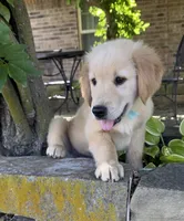 Scout, a male Golden Retriever for sale in Porter, OK – 3 of 5
