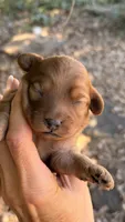 Milo, a male Cavapoo for sale in Porter, OK – 2 of 3