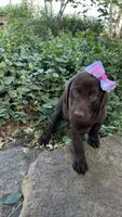 Lucy, a female Labrador Retriever for sale in Porter, OK – 5 of 6